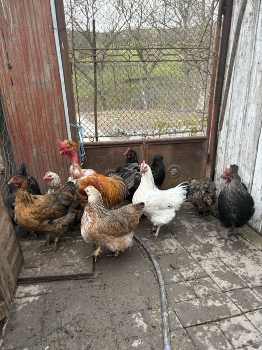Găini de casă .