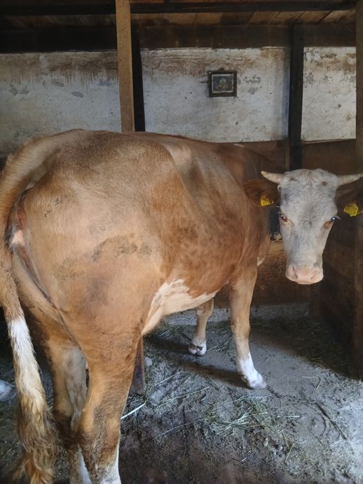 Vând vacă cu vițea