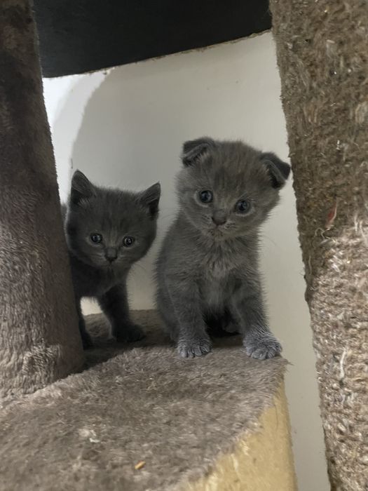 Продаются котята скотиш фолд и страйт