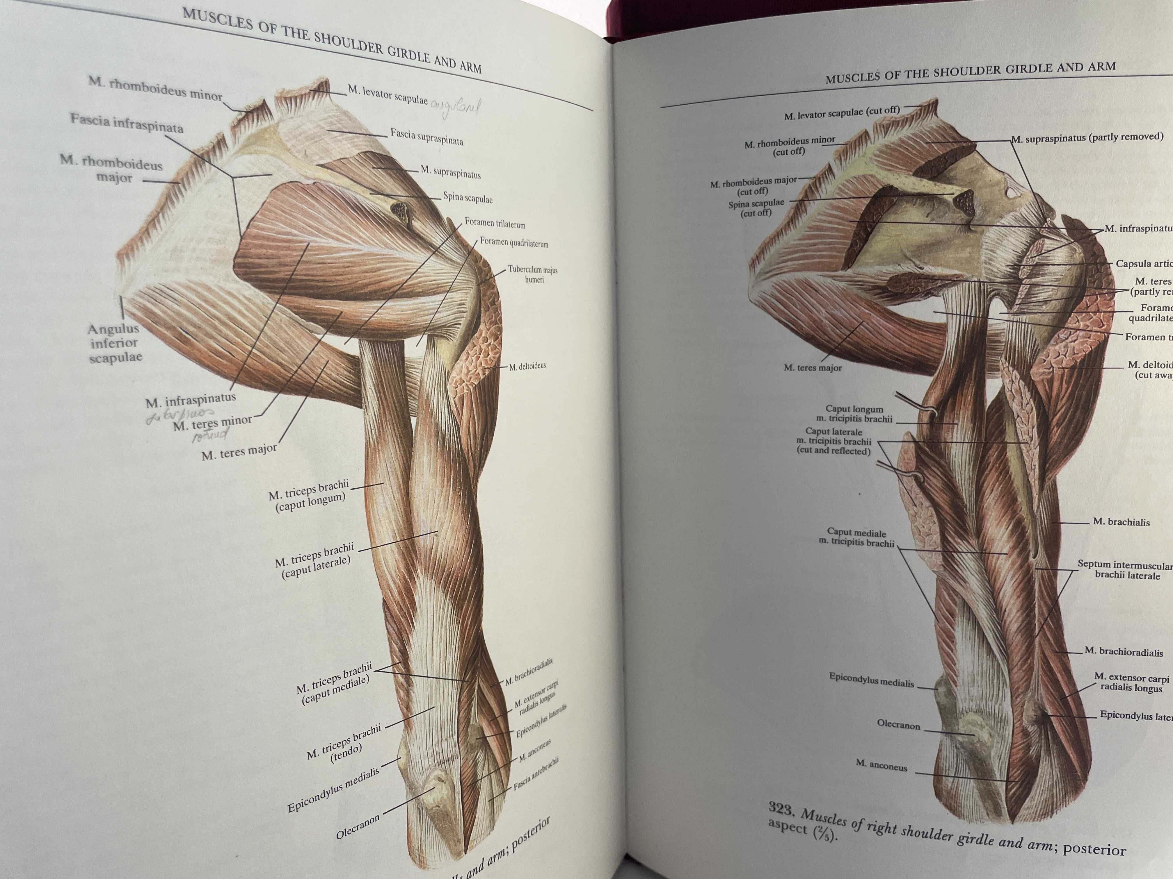 Atlas tratat medicina anatomie Sinelnikov vol 1 2 3 perfect nu SOBOTTA