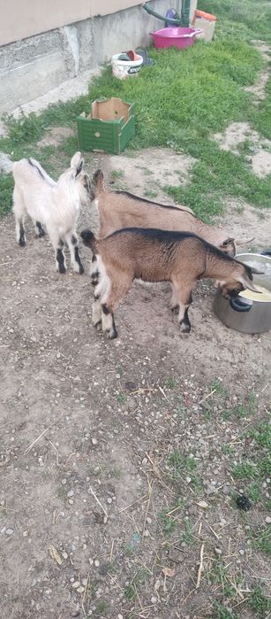 Iezi de doua luni