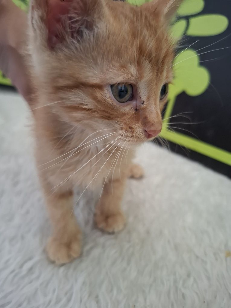 Мъжко рижаво котенце на 1,5м
