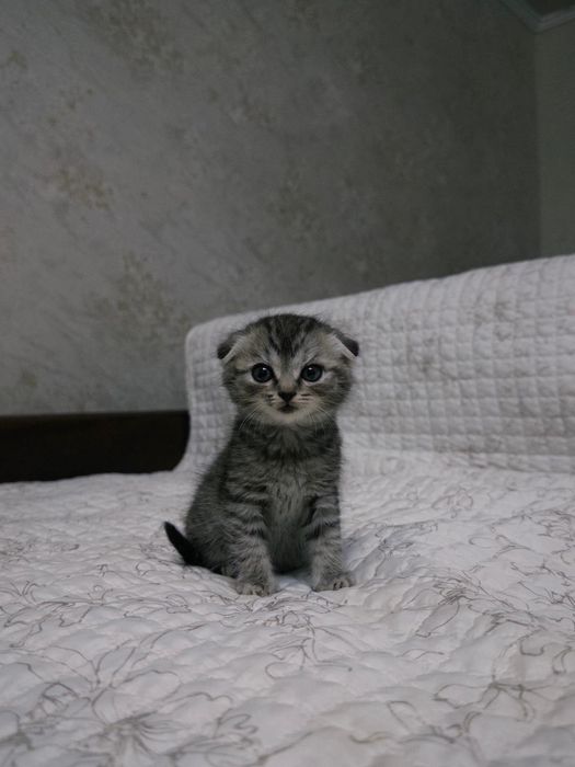 Продам шотладского вислоухого котенка