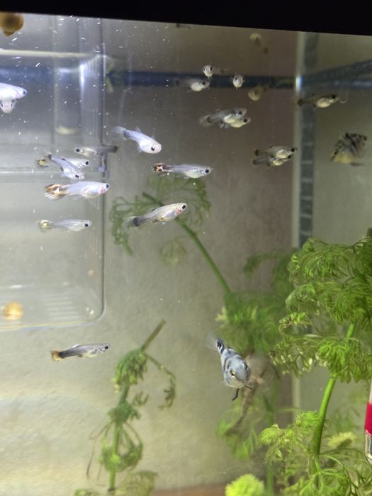 Мальки Гуппи и улитки ампулярии 150тг