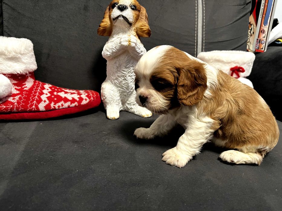 Кавалер кинг чарлз шпаньол