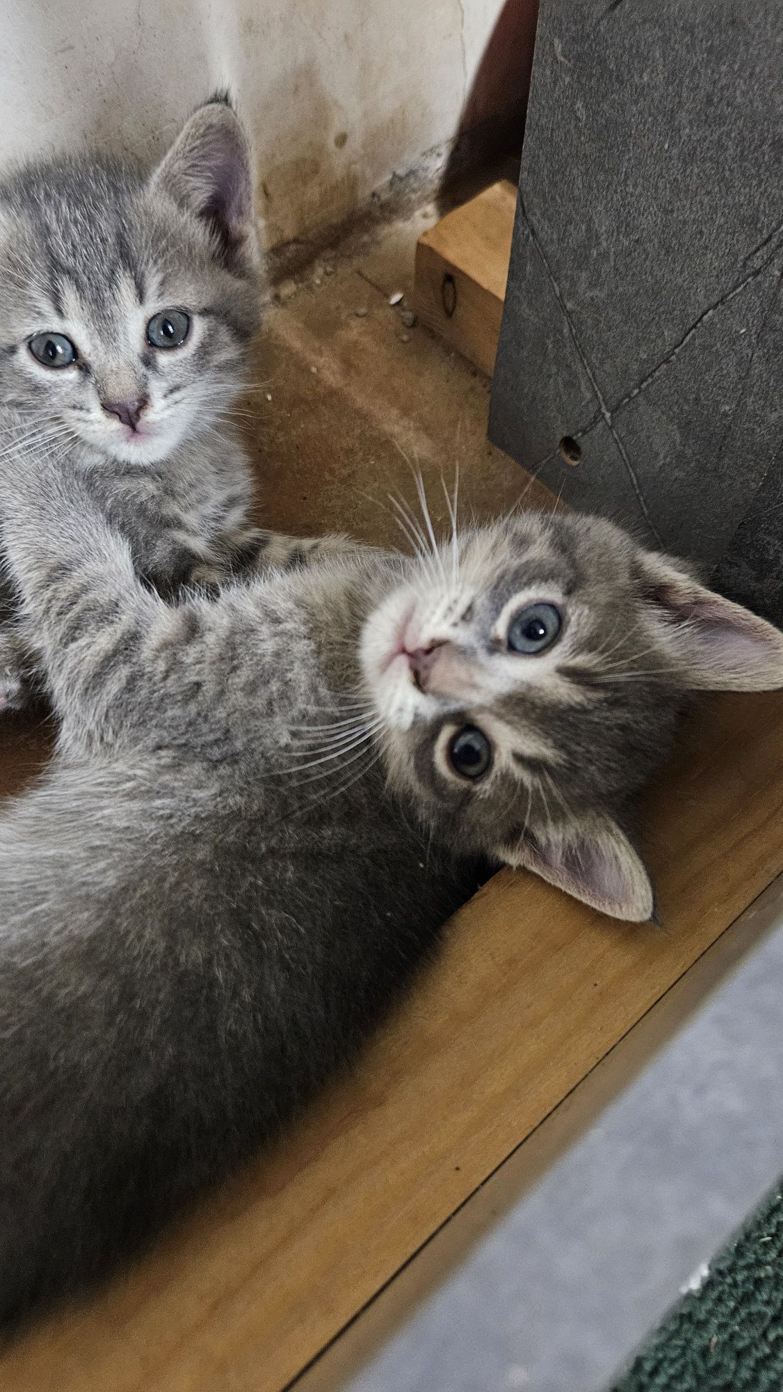 Продаются котята / Кошки /Коты /котятаМушуклар сотилади /Mushuklar sot