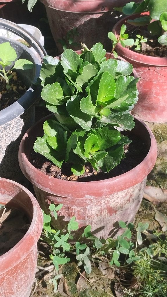 Xxona gullari tayyor tuvakkga utqazilgan