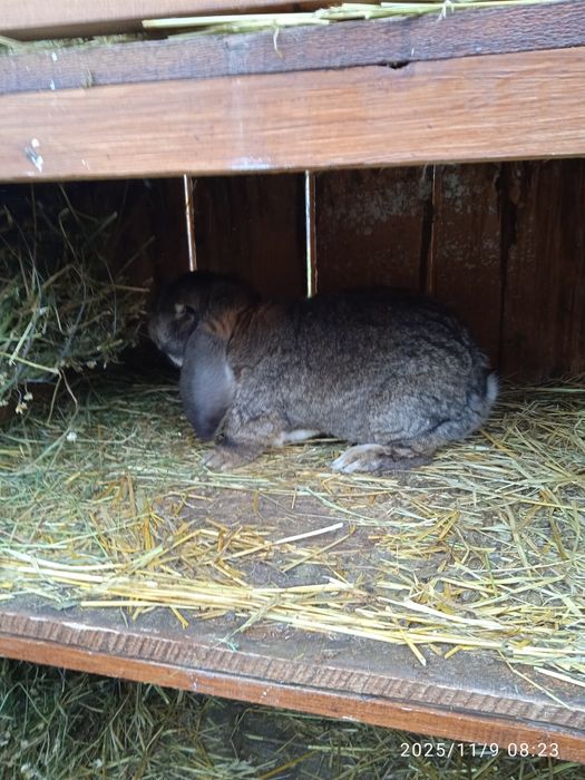 Iepuri Berbeci germani