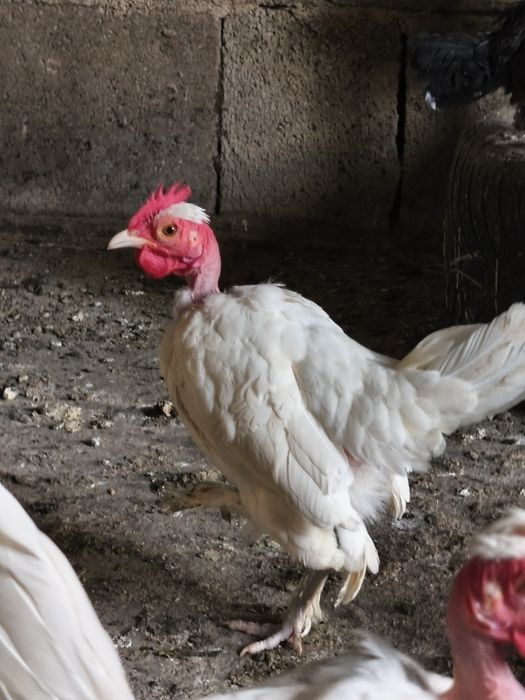 Cocoși pitici iopani toy