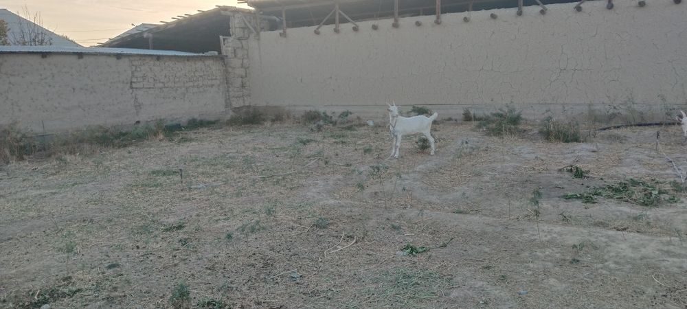 Занен лактар 8 айлык