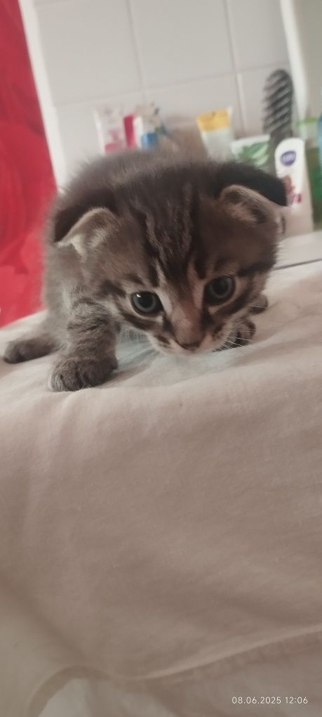 Дарю котят бесплатно