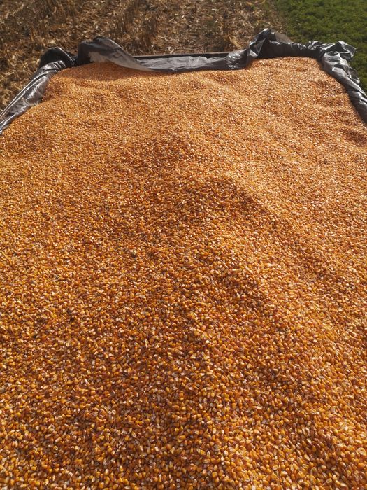 Porumb boabe și grâu furajer