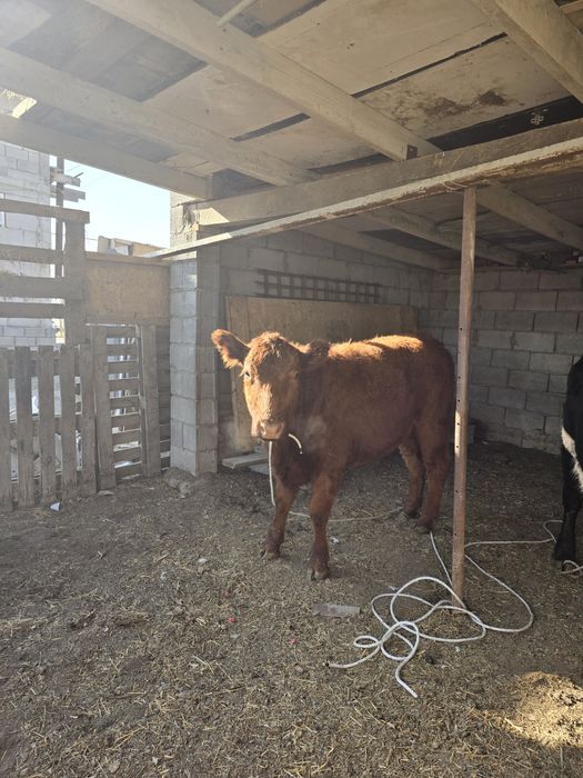 Две тёлки за 1 млн400 согым