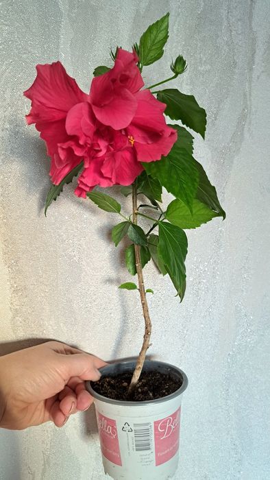Продам розовый махровый гибискус