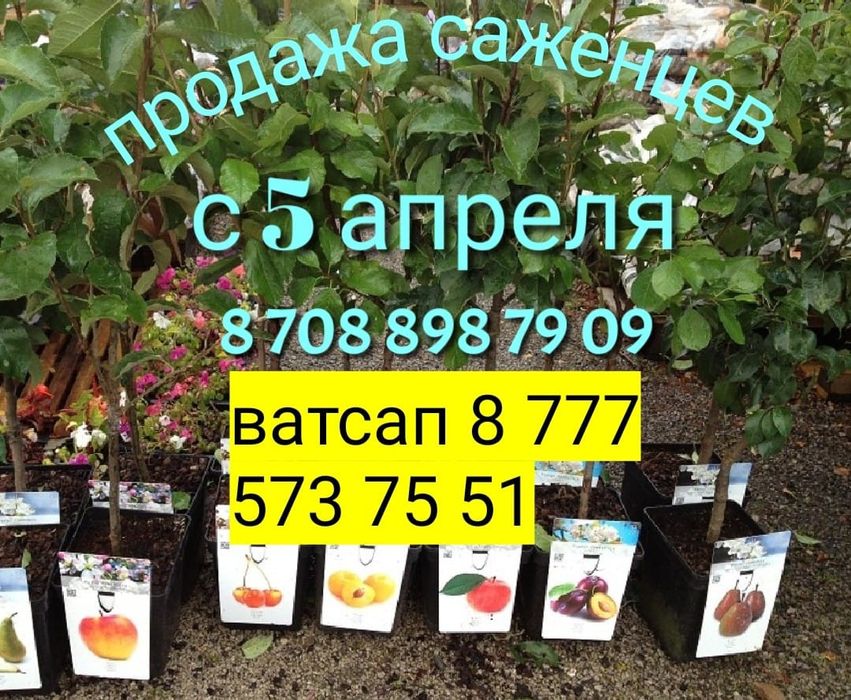 Саженцы винограда, малина ежевика клубника слива