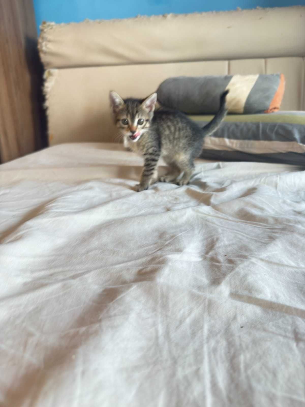 Малко котенце , търси своя дом.