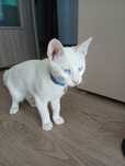 Adoptie pentru Blue si Portocala
