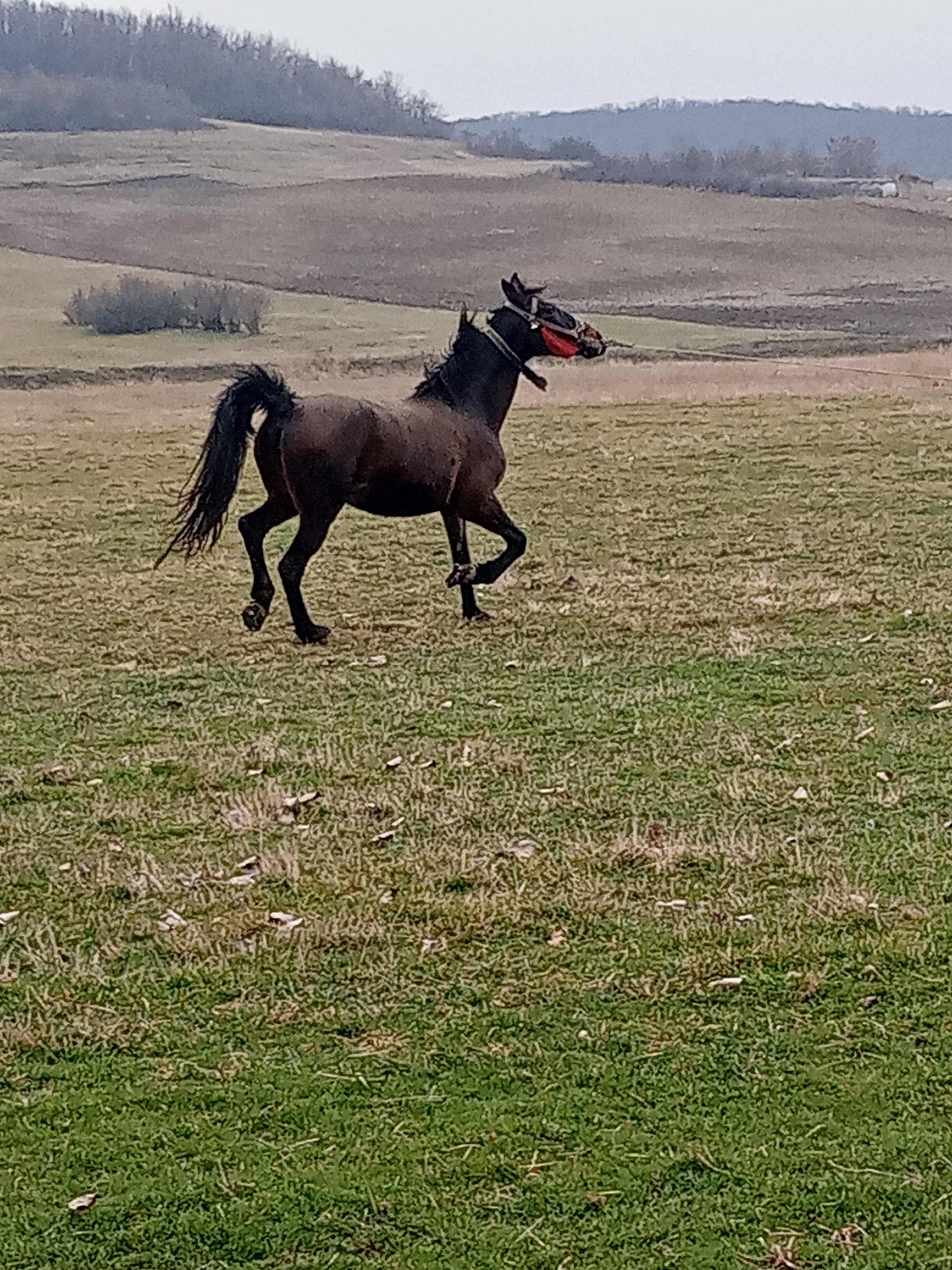 Vând iapa blinda