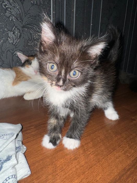 Котята в хорошие руки