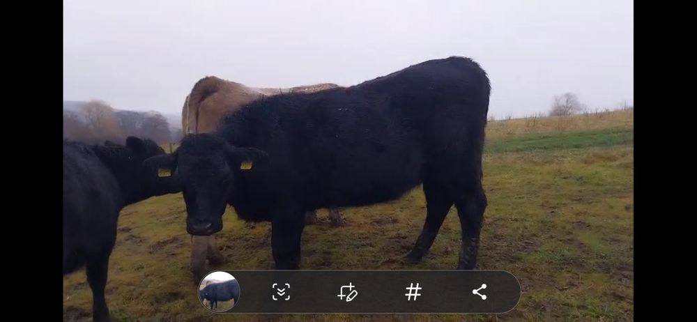 Juninci gestante angus