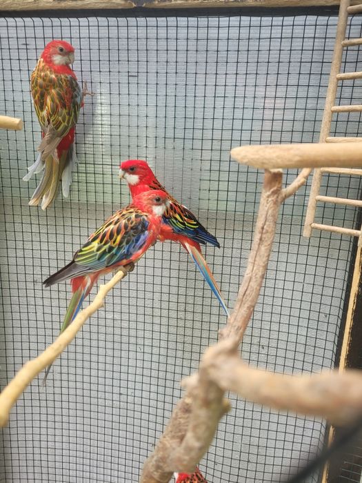 Vand papagali rosella