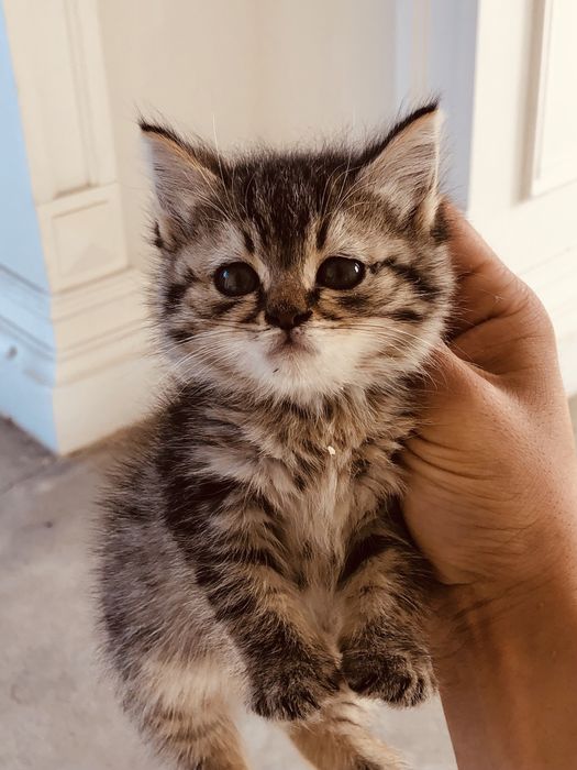 Отдам котёнка в добрые руки