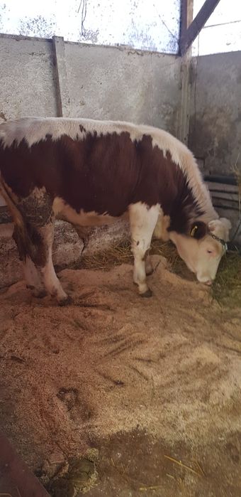 Vand vitel de 350 de kilograme