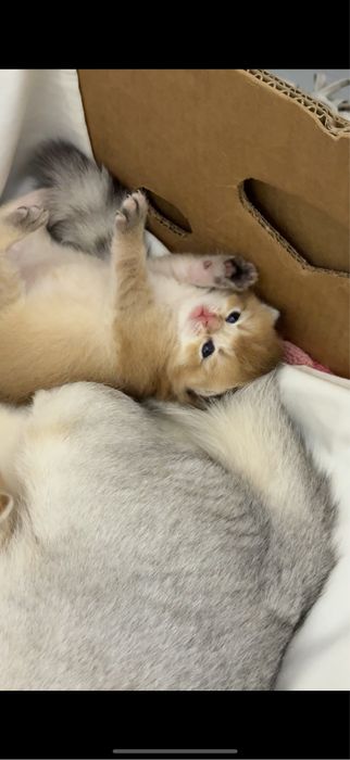 Британские серебристые шиншиллы