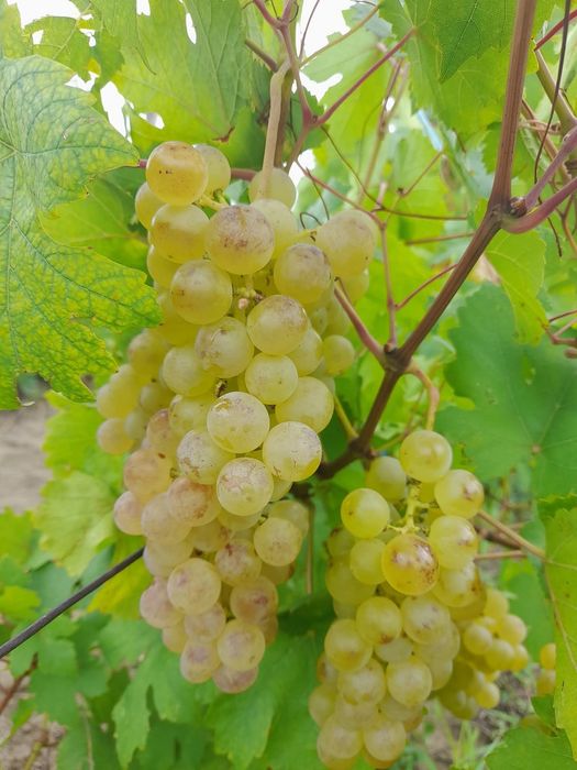 Struguri de vin cu transport la domiciliu ori unde în țară