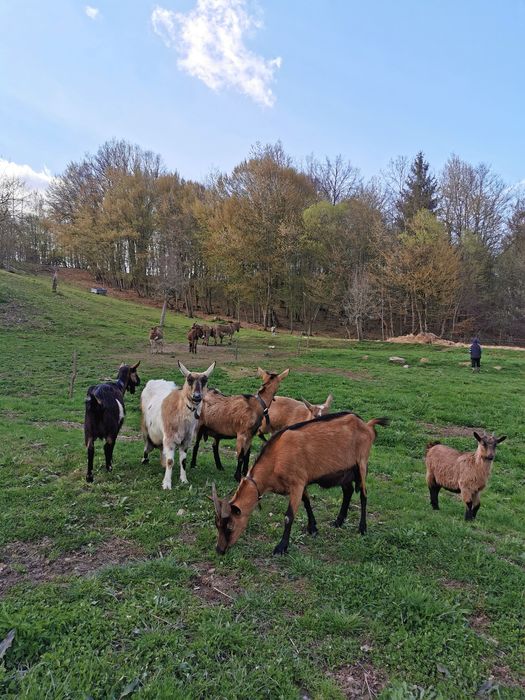 Vând lapte de capra