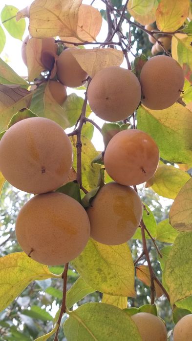 Sariq xurmo maydaroq