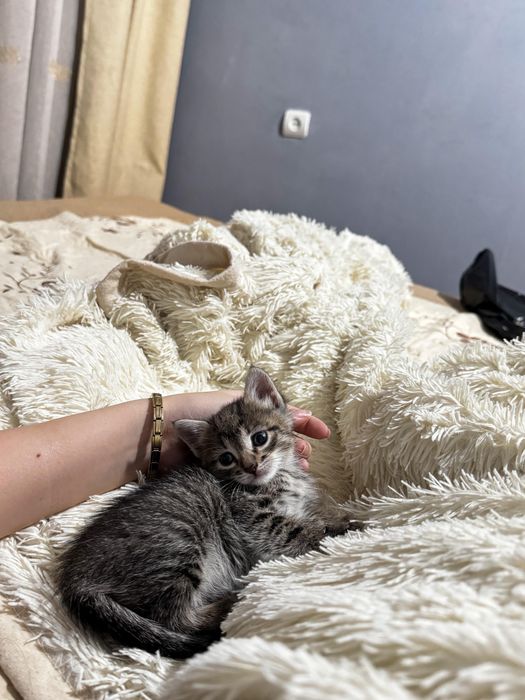 Котёнок девочка очень милая