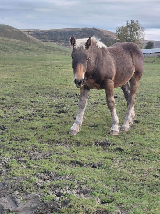 Manz ciocolatiu greu