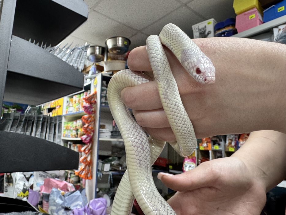 Королевская калифорнийская змея самец