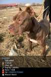 Pitbul tozza qon