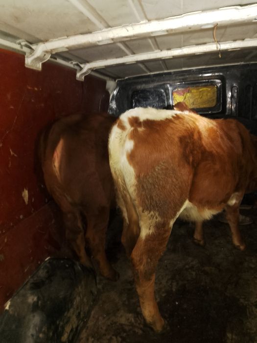 Vând vițele de vaca , vârstă 4 luni