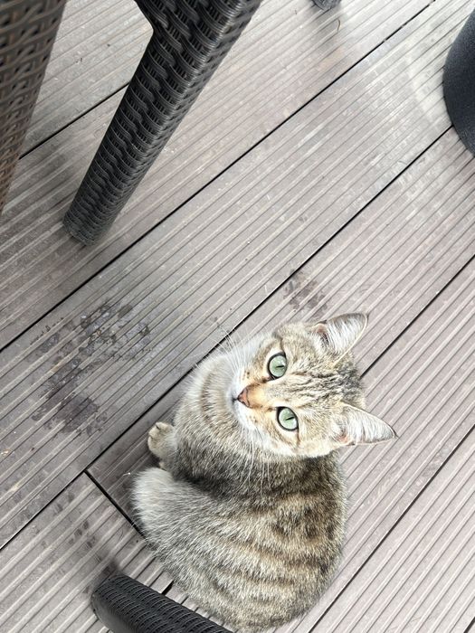 Г. Алматы ваш шанс заводить себе самую нежную кошку!