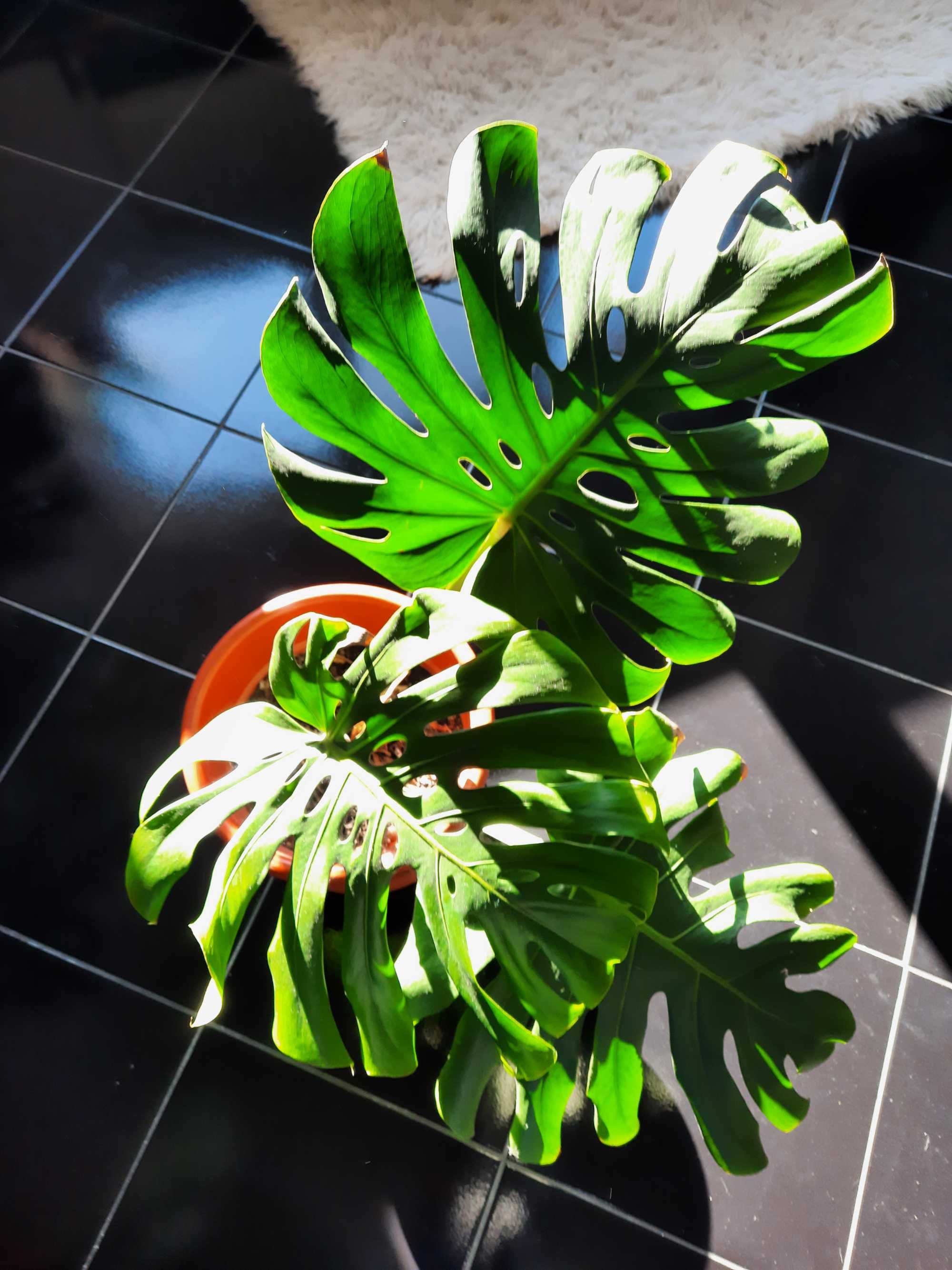 Planta interior, Monstera Deliciosa