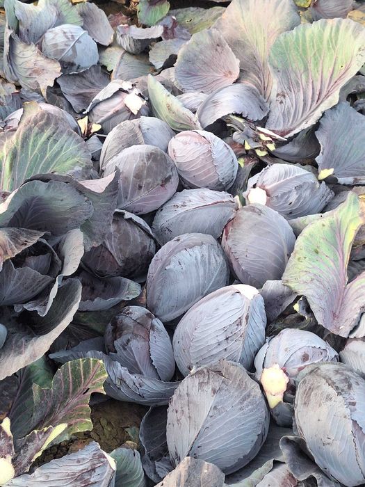 Varza rosie  de pastrare