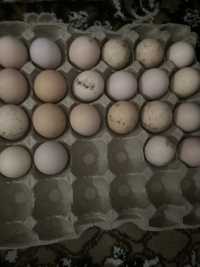 Продается яйцо куриное инкубационное Кучинской породы