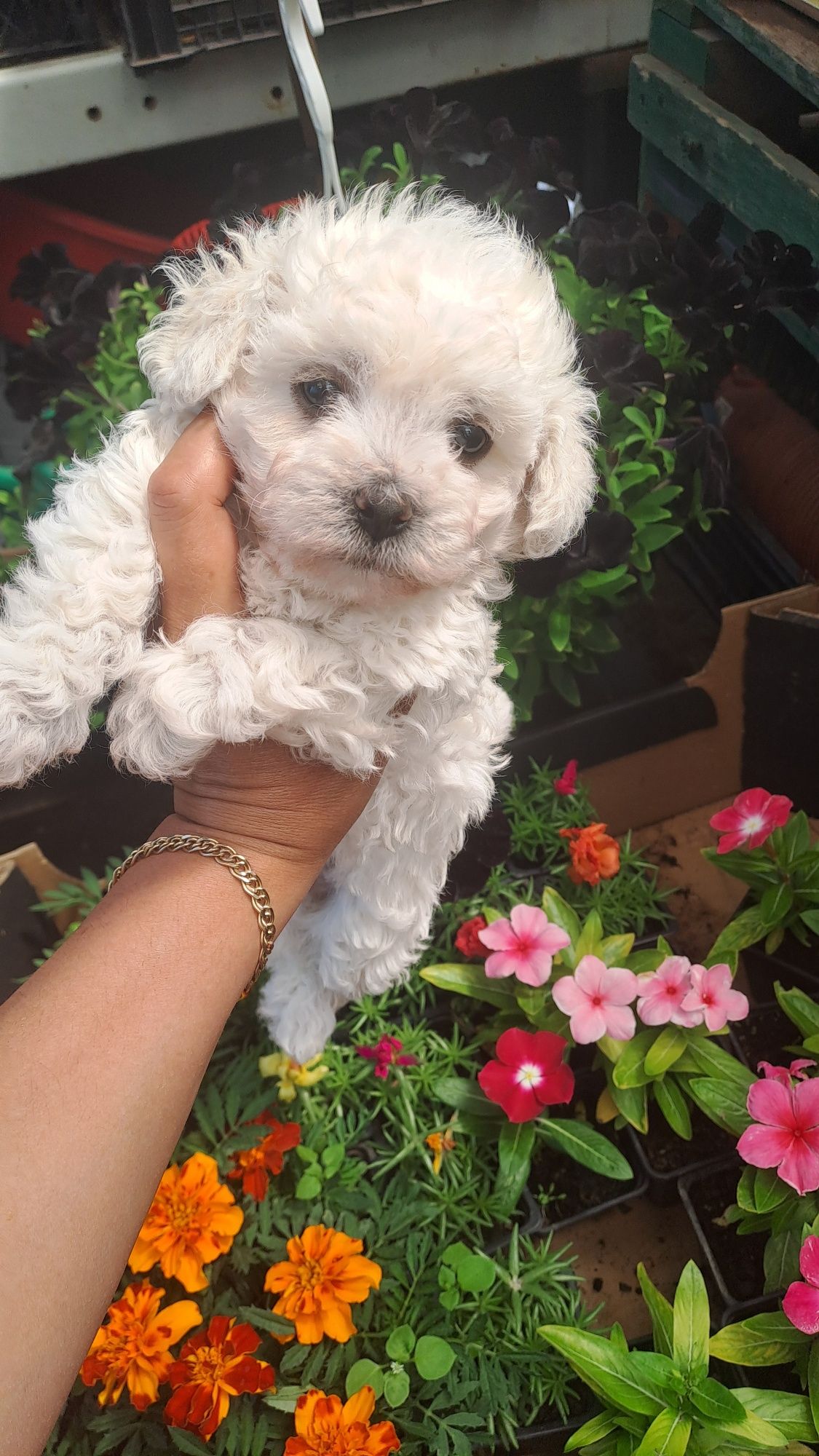 O papusa vie cu suflet curat bichon frise