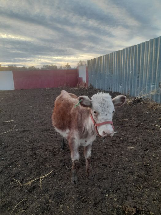 Бузау сатам 2 ұрғашы