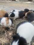 Porcușori de guinea