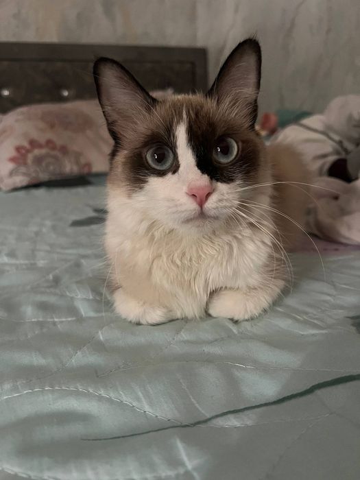 Mushukcha sotiladi zoti siyamski qornida boladi bor qornida siyam otas