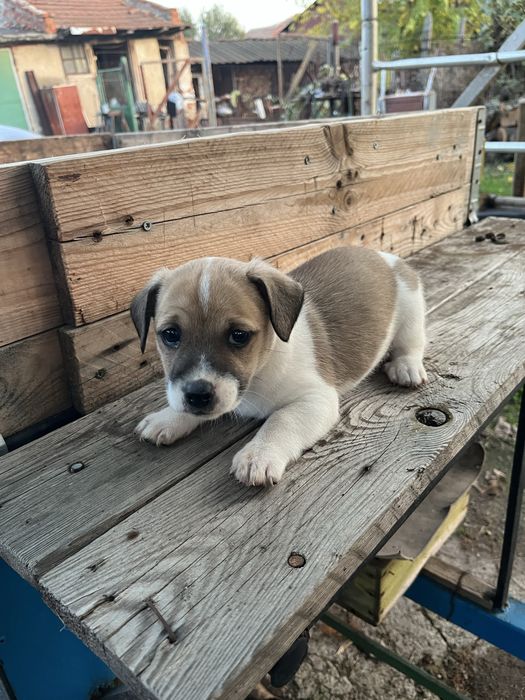 Джак ръсел териер