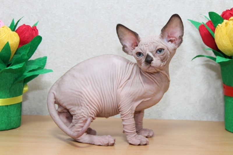 Сфинксы. Котята.
