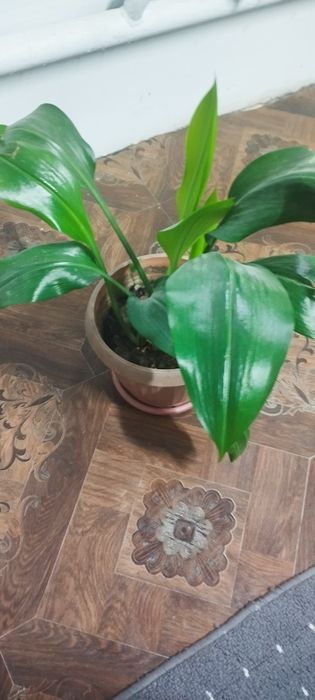 Үй гүлдері. Бөлме өсімдіктері