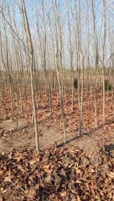 Copaci foiosi ornamentali