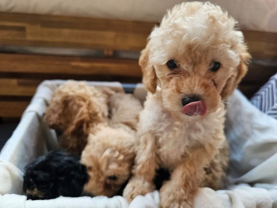 Пуделчета от мини родители – Варна