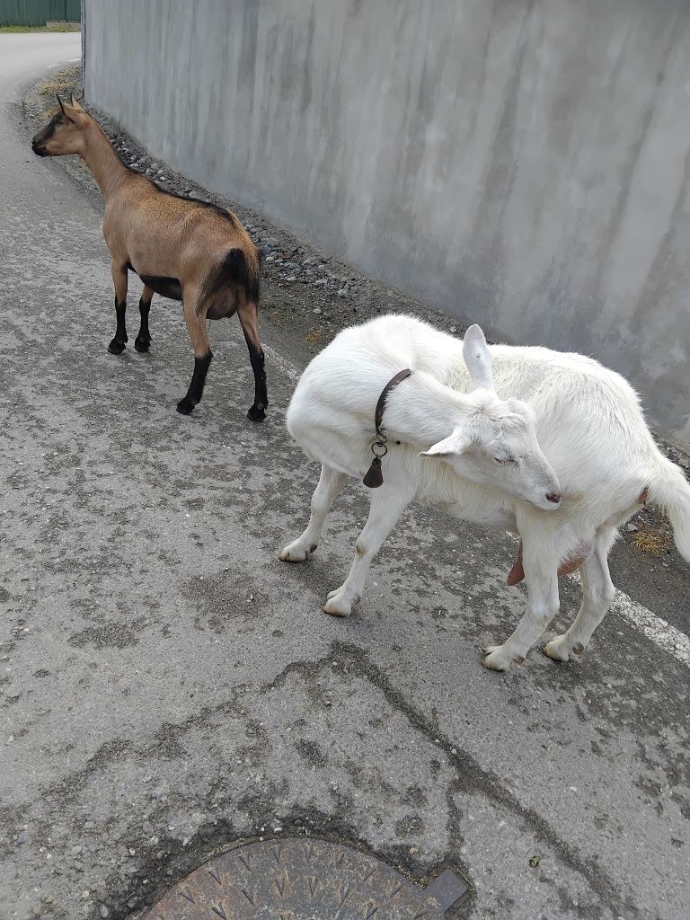 Capra alpina franceza și capra sannen gestanta